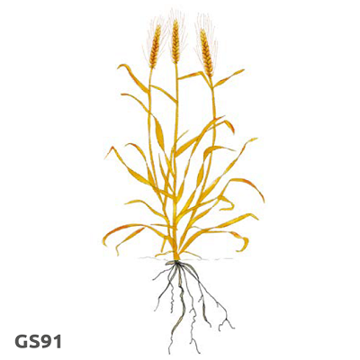 Illustration of cereal growth stage 91